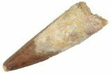 Fossil Spinosaurus Tooth - Real Dinosaur Tooth #368010-1